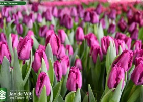 Tulipa San Clemente ® (2)